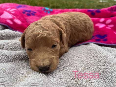 Miniature Goldendoodle And Labradoodle Puppies For Sale Goldenbelle Doodles