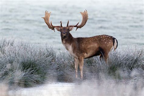 Fallow Deer Dama Dama Buck Drinking At License Image Lookphotos