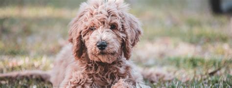 Goldendoodles are usually considered a large breed. Best Dog Food For Goldendoodles In 2021
