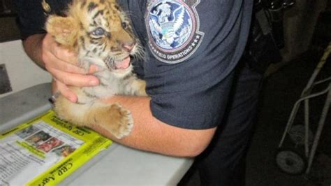 Confiscated Tiger Cub Doing Well At San Diego Zoo Safari Park Times