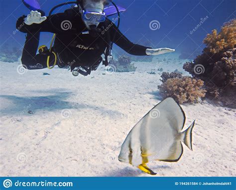 Scuba Diver And A Batfish Editorial Stock Image Image Of Diver 194261584