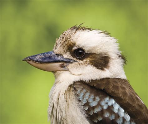 Native Animal Facts Nsw Environment And Heritage