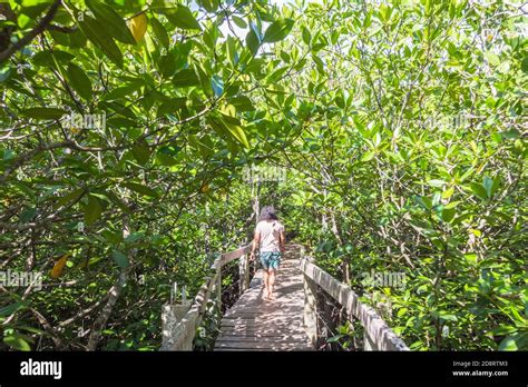 Mangrove Forest In Bohol Philippines Stock Photo Alamy