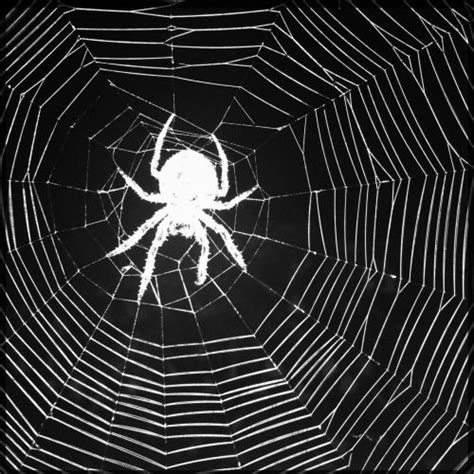 Black And White Spider Pictures Photos And Images For Facebook