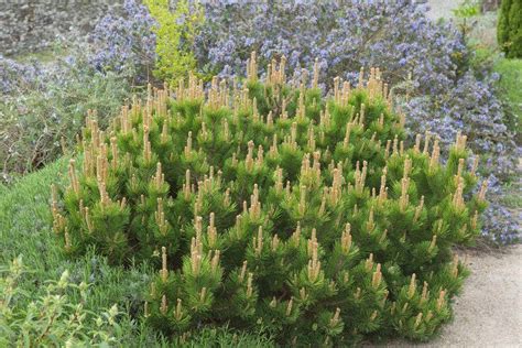 Pinus Mugo Mughus Dwarf Mountain Mugho Pine Special Deals Garden