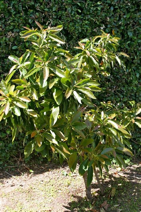 Maybe you would like to learn more about one of these? Avocado Information: Planting Avocado Trees And Avocado ...