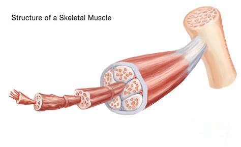Skeletal Muscle Structure Illustration Photograph By Spencer Sutton