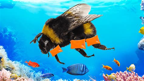 Rejoice Californian Supreme Court Confirms That Bumblebees Are Fish
