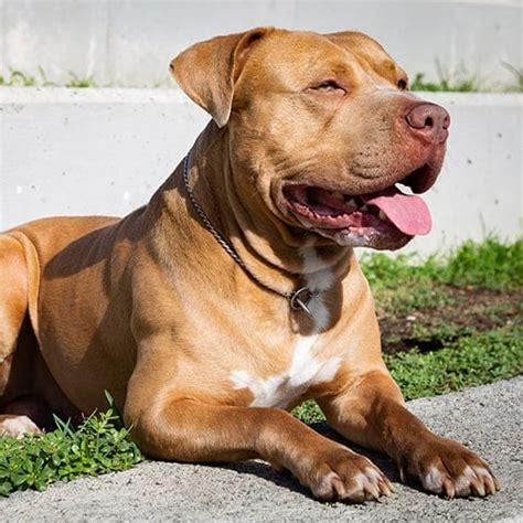 American Pit Bull Terrier Dog Breed Facts And Information