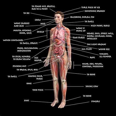 Anatomy Chart Of The Body