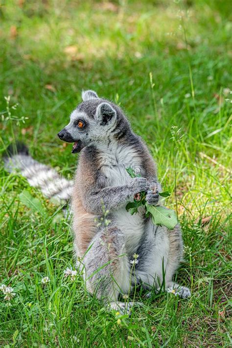 Funny Madagascar Lemur At Smooth Background At Open Area Stock Image