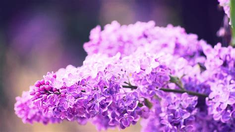 Lovely Lilacs Wallpapers Wallpaper Cave