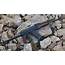 Kalashnikov Gun Weapon Poland AKMS Wallpapers HD / Desktop And 
