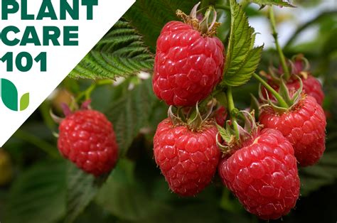 How To Grow Raspberries At Home Bob Vila