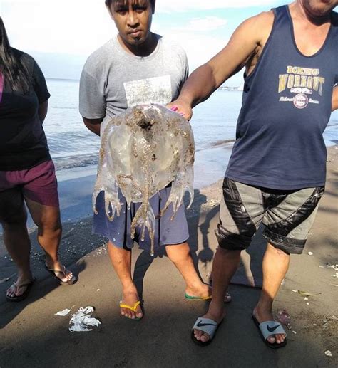 3 Children Dead Philippines Box Jellyfish Shock And Shame