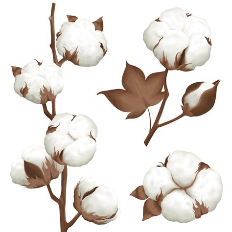 Realistic Cotton Plant Boll Vector Art