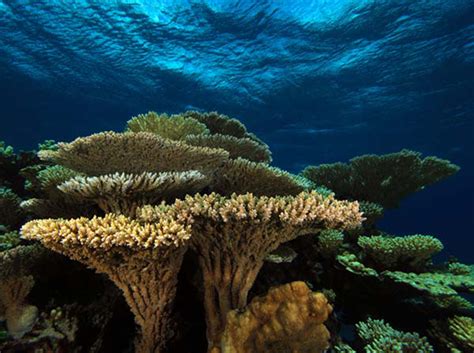 What Are Coral Reefs Live Science