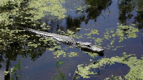 Alligators In Florida Found Eating Decomposed Body Witnesses Say