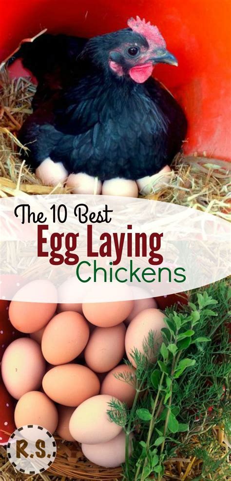 The 10 Best Egg Laying Chickens Best Egg Laying Chickens Chickens