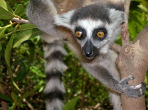 Extinct Lemurs Of Madagascar Young Ring Tailed Lemur In Densely
