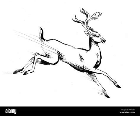 Top 161 Animal Drawings Deer