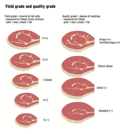 Grades Of Beef Explained