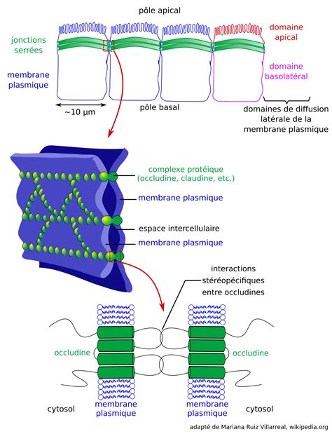 Composition Chimique De La Membrane Plasmique