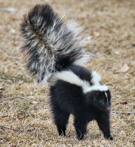 9 Lil Stinkers Ideas In 2020 Skunk Animals Beautiful Baby Skunks