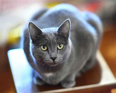 Korat The Cat Of Happiness Information And Cat Breed Facts