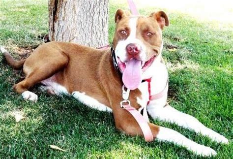 Pit Bull Terrier Manly Large Adult Male Dog For Sale In Walla