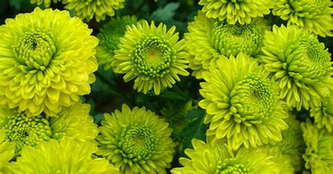 7 vegetables that can survive freezingthis week's gardening tip video covers the top 7 vegetables you can plant in the fall that will survive frost and. Plants & flowers that can survive frost | eHow UK