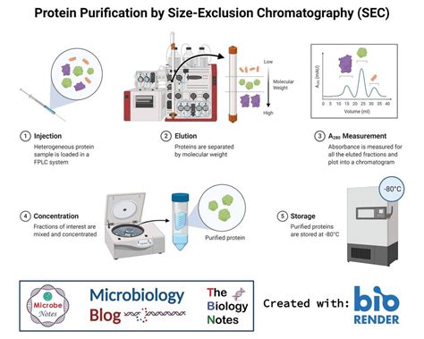 Protein Purification By Size Exclusion Chromatography SEC Proteins