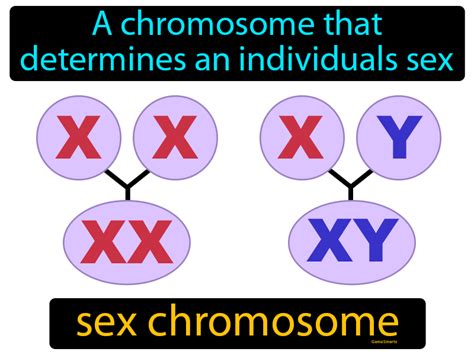 Sex Chromosome Definition Image GameSmartz 9198 Hot Sex Picture