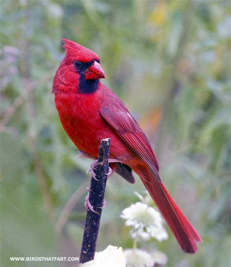 All Sizes Northern Cardinal Cardinalis Cardinalis Flickr Photo