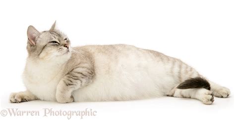 Pregnant Cat Photo Wp15163