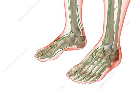The Lymph Supply Of The Feet Stock Image F0016500 Science Photo