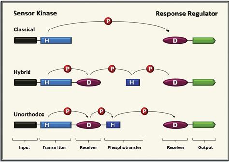 Figure 1 From Key Two Component Regulatory Systems That Control Biofilm