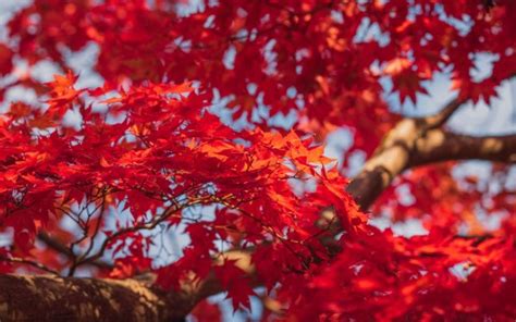 Red Maple Tree Leaves Branches In Blue Sky Background 4k Hd Best