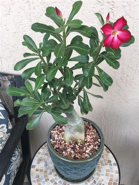 First Bloom From My Desert Rose Rsucculents