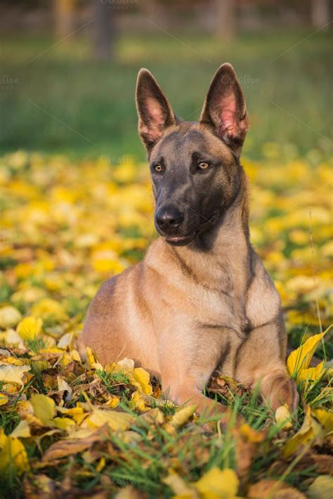 Belgian Malinois Dog In Yellow Leave Containing Dog Autumn And