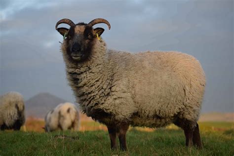 Daisy Patchwork Sheep