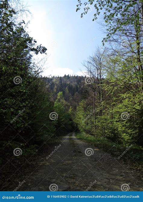 Road Leading Through Beautiful Green Forest Stock Photo Image Of