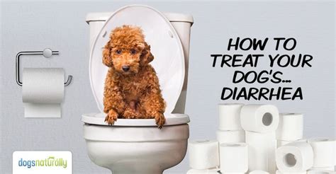 How To Stop Dog Diarrhea 4 Natural Ways To Soothe Your Dogs Stomach