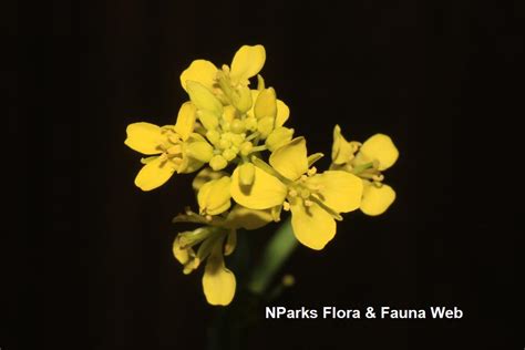 Nparks Brassica Juncea Broad Leaf Mustard Group