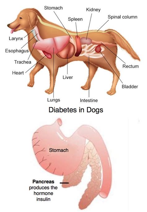 Understanding diabetes mellitus in dogs. diabetes in dogs - PPHC - Plantation Pet Health Center