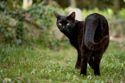 ImÁgenes De Gatos Negros ¡¡fotos Que No Te Puedes Perder