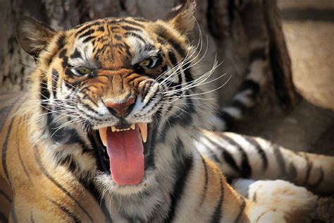 Royalty Free Roaring Tiger Pictures Images And Stock Photos Istock