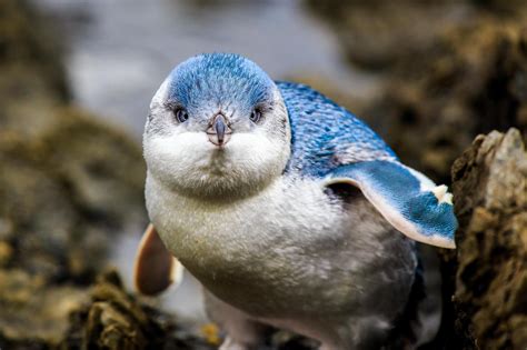 Little Blue Penguins Debut At Adventure Aquarium The Morning Call