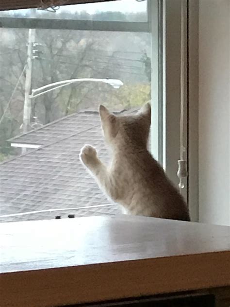 Sad Cat Staring Out Window K Music