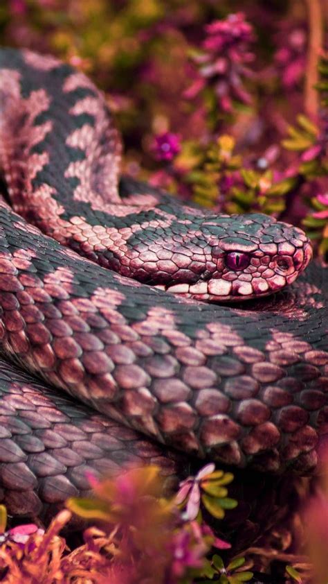 Pink Snake By Georgekev Snake Wallpaper Pretty Snakes Snake